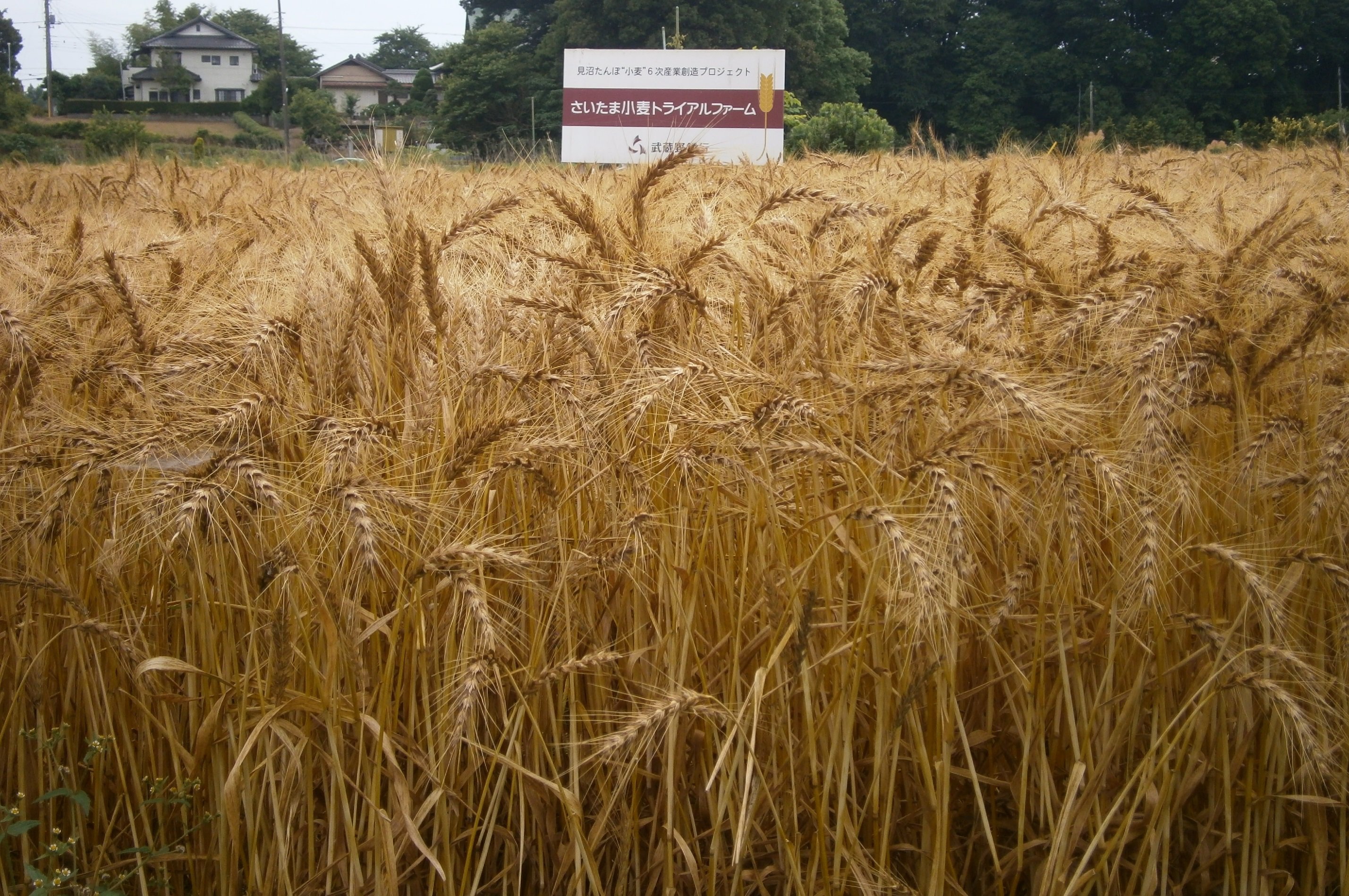 ②見沼たんぼ“小麦”６次産業創造プロジェクト（武蔵野銀行）